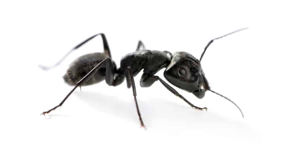 Carpenter ant exterminator