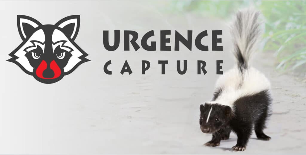 Emergency Capture Skunk  