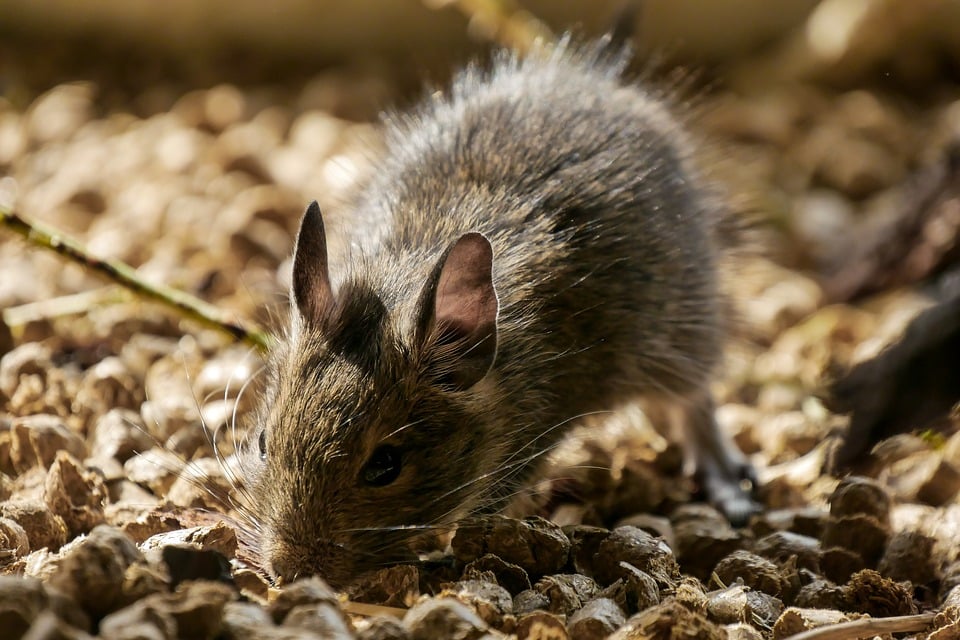 Piège à rat : éliminer efficacement les rats