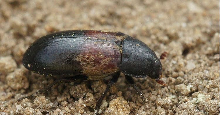 TECHNICAL DATA SHEETS OF THE LARDER BEETLE