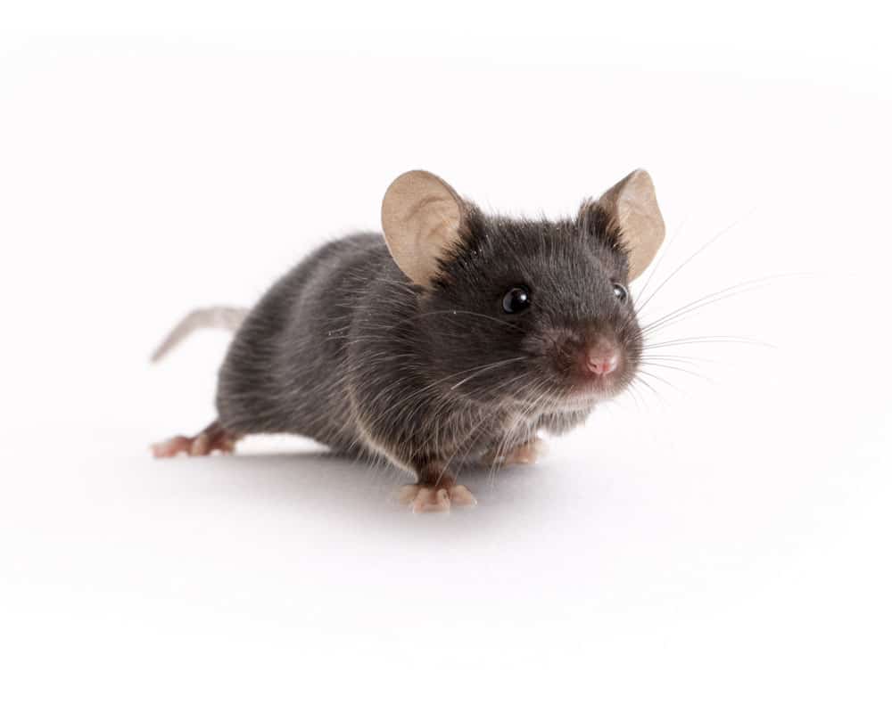 exterminateur de souris et rats