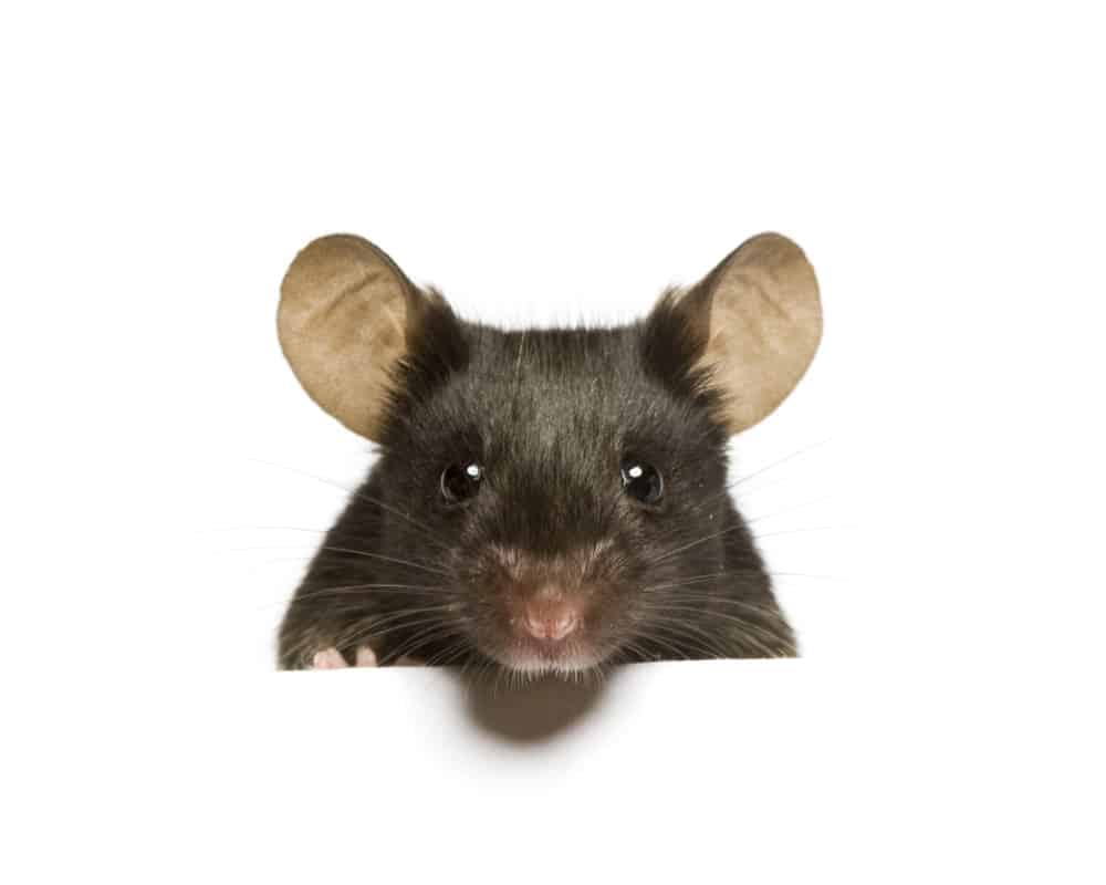 A-Extermination - Expert exterminateur souris et rats
